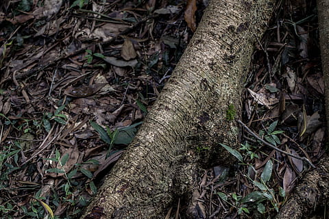 pianta, radice, naturale, albero, legna, la radice dell'albero, ambiente, crescendo, terra, parte vegetale, foresta, natura, foglia, tronco d'albero, tronco, crescita, nessuno, campo, giorno, asciutto, vista dall'alto, la tranquillità, all'aperto, caduta, le foglie, bosco, disordinato, 5K, CC0, dominio pubblico, privo di copyright