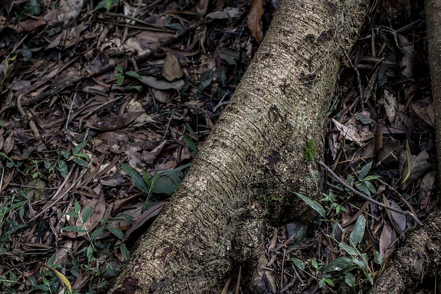 planta, arrel, natural, arbre, fusta, l’arrel de l’arbre, medi ambient, creixent, terra, part de la planta, bosc, naturalesa, full, tronc de l'arbre, tronc, creixement, cap gent, camp, dia, sec, vista d’angle alt, tranquil·litat, a l'aire lliure, caient, fulles, desordenat, 5K