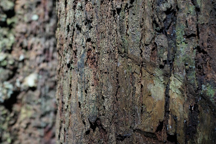 escorça, patró, nodrit, naturalesa, textura, aspre, superfície, història, atemporal, tronc de l'arbre, tronc, arbre, primer pla, planta, cap gent, marc complet, fons, dia, enfocament selectiu, escorça de la planta, creixement, centrar-se en primer pla, material de fusta, patró natural, efecte texturat, a l'aire lliure, liquen, 5K