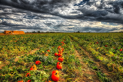 Kürbisse, Feld, Himmel, Wolken, Landschaft, Bauernhof, Landwirtschaft, hdr, Natur, draußen, fallen, Herbst, Pflanzen, Land, ländlich, Sonnenuntergang, Dämmerung, Amerika, Colorado, Stimmung, wolke - himmel, Umgebung, Wachstum, ländliche Szene, Pflanze, Lebensmittel, Szenen - Natur, Schönheit in der Natur, Obst, keine Leute, rot, Ruhe, Essen und Trinken, reif, 4K, CC0, gemeinfrei, lizenzfrei