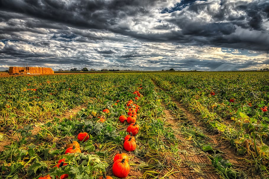 Kürbisse, Feld, Himmel, Wolken, Landschaft, Bauernhof, Landwirtschaft, hdr, Natur, draußen, fallen, Herbst, Pflanzen, Land, ländlich, Sonnenuntergang, Dämmerung, Amerika, Colorado, Stimmung, wolke - himmel, Umgebung, Wachstum, ländliche Szene, Pflanze, Lebensmittel, Szenen - Natur, Schönheit in der Natur, Obst, keine Leute, rot, Ruhe, Essen und Trinken, reif, 4K