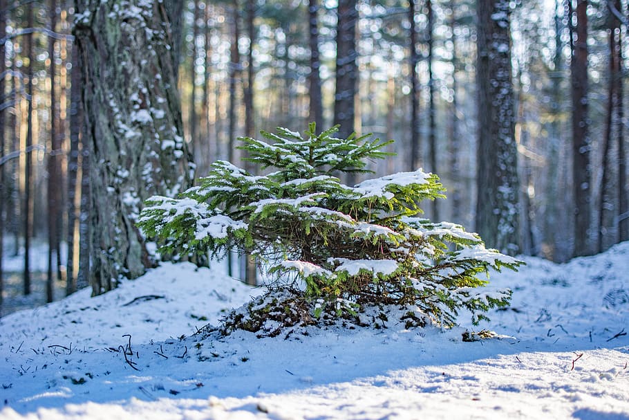 træ, Skov, vinter, træer, sne, plante, kold temperatur, jord, natur, skønhed i naturen, dag, træstamme, vækst, ro, ingen mennesker, bagagerum, miljø, nåletræ, rolig scene, fyrretræ, udendørs, eviggrønne træ, fyrreskov, 5K