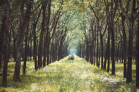 foto, dos, persona, muntar a cavall, moto, mig, bosc, la llum del dia, medi ambient, herba, orientació, idíl·lic, paisatge, parc, plantes, escènic, temporada, tranquil, arbres, boscos, arbre, planta, terra, creixement, bellesa a la natura, naturalesa, dia, el camí a seguir, tranquil·litat, direcció, activitat d'oci, persones reals, una persona, tronc de l'arbre, escena tranquil·la, tronc, estils de vida, treelined, a l'aire lliure, perspectiva decreixent, 4K, CC0, domini públic, lliure de regalies