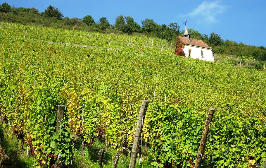 plantes de fulla verda, naturalesa, a l'aire lliure, camp, granja, rural, route du vin, vinya, França, raïm, vi, Església, verd, pendent, alsace, paisatge, planta, edifici, collita, creixement, estructura construïda, arquitectura, escena rural, color verd, agricultura, terra, exterior de l'edifici, cultiu, arbre, casa, escenics - natura, cel, cap gent, plantació, elaboració de vins, 4K