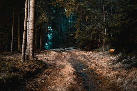 sentiero nel bosco, albero, pianta, foresta, abies, abete, conifera, luce, erba, legna, baum, alberi, boschi, wald, mistero, orrore, dreck, fango, baume, voglia di girovagare, terra, natura, la tranquillità, tronco d'albero, tronco, bosco, nessuno, scena non urbana, scena tranquilla, bellezza nella natura, direzione, strada sterrata, la strada davanti, sporco, crescita, scenics - natura, strada, all'aperto, 5K, CC0, dominio pubblico, privo di copyright