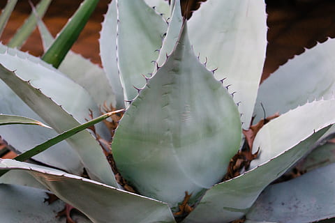 Texas, Kaktus, Sukkulente, Pflanze, Dorn, Schönheit in der Natur, Wachstum, versetzt, keine Leute, Aloe Vera Pflanze, Nahansicht, Natur, Blatt, Pflanzenteil, Tag, grüne Farbe, Scharf, draußen, Vollbild, Hintergründe, Blume, 2K, CC0, gemeinfrei, lizenzfrei