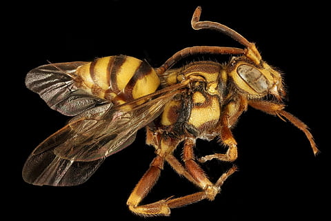 tæt, tæt på, bi, insekt, dyr, vild, natur, flyve, dyre temaer, studio skud, sort baggrund, dyreliv, et dyr, dyr i naturen, hvirvelløse, indendørs, dyr kropsdel, ingen mennesker, leddyr, skåret ud, gul, zoologi, dyrefløj, dyr ben, dyr øje, 1080P, CC0, offentligt domæne, royaltyfrie