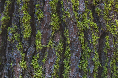 écorce, mousse, macro, fermer, tronc d'arbre, texture, modèle, tronc, surface, vieux, marron, rugueux, Matériel, altéré, la nature, robuste, flore, fissuré, vieillissement, arbre, plante, croissance, plein cadre, personne, beauté dans la nature, tranquillité, terre, arrière-plans, forêt, journée, en plein air, couleur verte, des bois, texturé, scène tranquille, forêt tropicale, 5K, CC0, domaine public, libre de droits