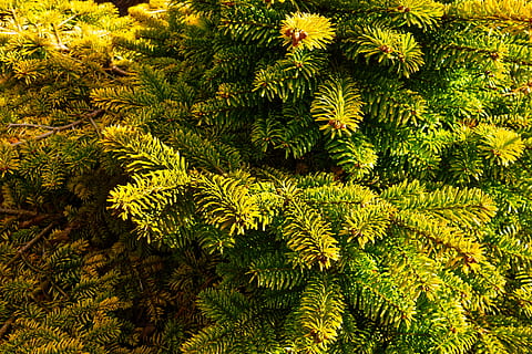 pitic pitic, Brad, conifer, vesnic verde, ac, verde, plantă, copac, Culoarea verde, frumusețe în natură, creştere, parte a plantelor, frunze, natură, liniște, nici o persoana, zi, în aer liber, ferigă, vedere în unghi mare, cadru complet, frunziş, botanică, fundaluri, ramură, 5K, CC0, domeniu public, fără drepturi de autor