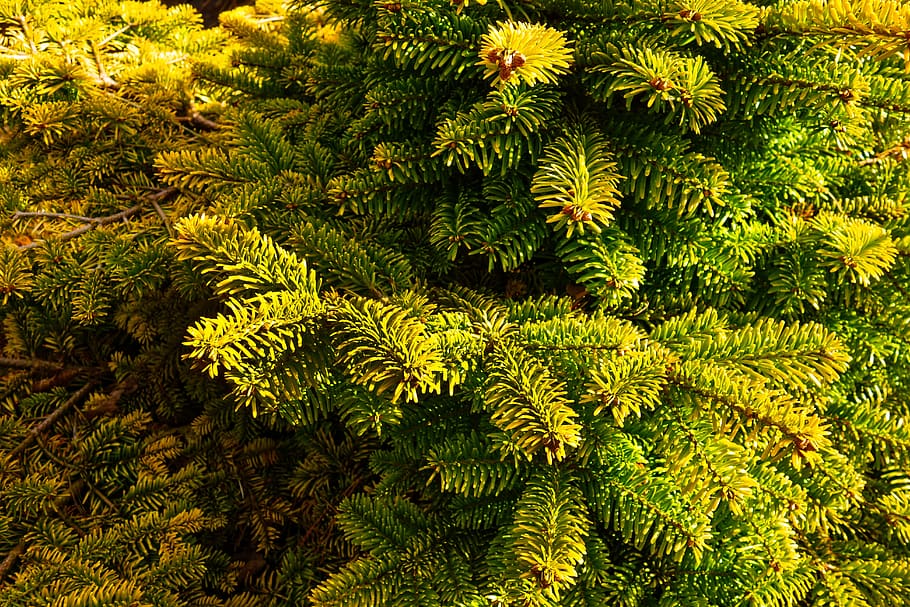 pi nanat, pi, conífera, de fulla perenne, agulla, verd, planta, arbre, color verd, bellesa a la natura, creixement, part de la planta, full, naturalesa, tranquil·litat, cap gent, dia, a l'aire lliure, falguera, vista d’angle alt, marc complet, fullatge, botànica, fons, branca, arbre de coníferes, 5K