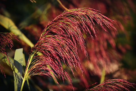 phragmite, plume, reed, plant, feathery, vegetation, countryside, rural, marshland, grasses family, close-up, focus on foreground, growth, no people, nature, leaf, plant part, selective focus, day, beauty in nature, sunlight, red, outdoors, land, tranquility, grass, multi colored, autumn, vulnerability, 4K, CC0, public domain, royalty free