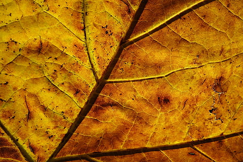 leaf, veins, pattern, back light, golden, autumn, bright, plant part, full frame, backgrounds, plant, nature, change, leaf vein, no people, close-up, dry, day, natural pattern, leaves, beauty in nature, vulnerability, fragility, textured, yellow, outdoors, natural condition, maple leaf, dried, fall, 4K, CC0, public domain, royalty free