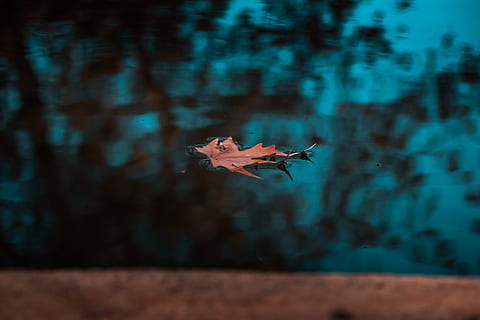 marrone a foglia, calma, corpo, acqua, colore, foglia di acero, stagno, riflessione, un animale, volante, nessuno, natura, fauna selvatica, giorno, animali allo stato selvatico, animale, mezz'aria, all'aperto, messa a fuoco selettiva, concentrarsi sulle conoscenze acquisite, temi animali, blu, pianta, albero, filtro di post produzione automatico, bellezza nella natura, 5K, CC0, dominio pubblico, privo di copyright
