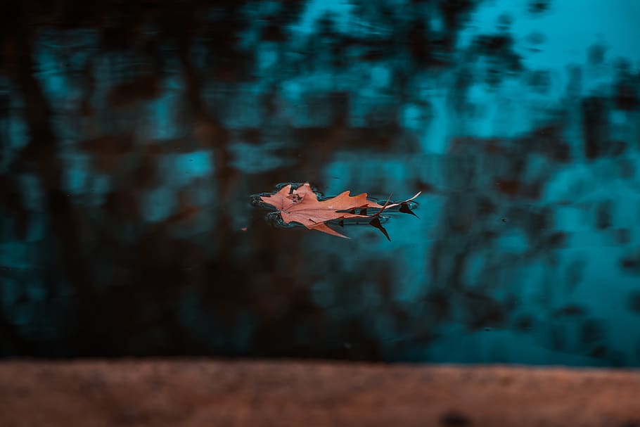 marrone a foglia, calma, corpo, acqua, colore, foglia di acero, stagno, riflessione, un animale, volante, nessuno, natura, fauna selvatica, giorno, animali allo stato selvatico, animale, mezz'aria, all'aperto, messa a fuoco selettiva, concentrarsi sulle conoscenze acquisite, temi animali, blu, pianta, albero, filtro di post produzione automatico, bellezza nella natura, 5K