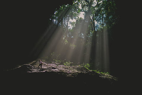 alberi verdi, luce, alghe, flora, pianta, sequoia, albero, conifera, natura, vegetazione, foresta pluviale, all'aperto, terra, foresta, luce del sole, muschio, giungla, erba, suolo, verde, raggio di sole, nessuno, bellezza nella natura, un animale, giorno, la tranquillità, temi animali, crescita, bosco, animale, animali allo stato selvatico, vertebrato, fauna selvatica, streaming, 5K, CC0, dominio pubblico, privo di copyright