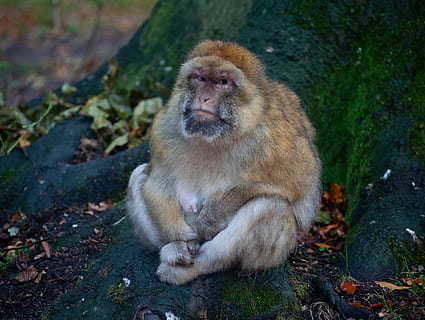 Barbarijse makaak, knorrige aap, met aap, aap, Afrikaanse aap, primaat, zoogdier, dierenleven, dieren in het wild, één dier, zittend, gewerveld, op zoek, mensen, focus op de voorgrond, dag, wegkijken, natuur, buitenshuis, land-, portret, zorg, 4K, CC0, publiek domein, royaltyvrij