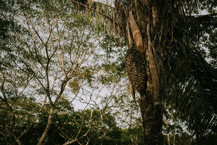 palmera de coco, arbre, planta, animal, vegetació, mamífer, a l'aire lliure, tronc de l'arbre, ocell, insecte, invertebrat, abella, lleopard, vida salvatge, pantera, jaguar, naturalesa, terra, mel d'abella, jungla, sabana, temes d'animals, un animal, animals a la natura, fauna animal, branca, cap gent, vertebrats, felí, dia, vista d’angle baix, tronc, gat, creixement, 5K