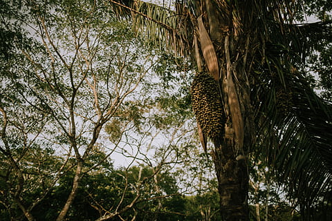 alberi a foglia verde, abbaiare, ramo, luce del giorno, foresta, frutta, giungla, le foglie, colpo basso angolo, all'aperto, Panama, parco, foresta pluviale, viaggio, rami d'albero, alberi, tronco, albero, pianta, temi animali, animale, un animale, animali allo stato selvatico, mammifero, fauna selvatica, natura, nessuno, vertebrato, felino, giorno, leopardo, Inquadratura dal basso, gatto, crescita, tronco d'albero, 5K, CC0, dominio pubblico, privo di copyright