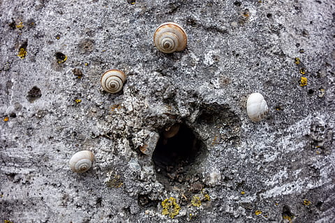 cargol, rodó, espiral, shell, groc, cap gent, dia, fauna animal, primer pla, closca d’animals, mol·lusc, terra, animal, gasteròpode, textura, temes d'animals, naturalesa, invertebrat, a l'aire lliure, vista d’angle alt, petxina de mar, patró, metall, 5K, CC0, domini públic, lliure de regalies