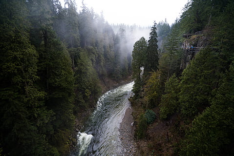 fiume tra gli alberi, natura, pianta, albero, abete, abies, all'aperto, conifera, acqua, ruscello, nebbia, paesaggio, Flusso d'acqua, fiume, grigio, pino, paesaggio lunatico, lunatico, tempo lunatico, foresta, foschia, bellezza nella natura, scenics - natura, acqua corrente, cascata, movimento, terra, crescita, ambiente, scena tranquilla, nessuno, colore verde, scena non urbana, giorno, lunga esposizione, fluente, potere in natura, foresta pluviale, 4K, CC0, dominio pubblico, privo di copyright