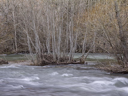 espanya, babia, arbres, bosc, arbre, aigua, cap gent, escenics - natura, planta, arbre nu, davant del mar, riu, naturalesa, bellesa a la natura, aigua que flueix, tranquil·litat, dia, terra, moviment, escena tranquil·la, escena no urbana, temperatura de fred, a l'aire lliure, que flueix, 4K, CC0, domini públic, lliure de regalies
