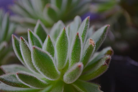 green, plant, growth, green color, close-up, beauty in nature, succulent plant, nature, leaf, plant part, no people, day, cactus, spiked, selective focus, high angle view, flower, freshness, focus on foreground, outdoors, natural pattern, spiky, 4K, CC0, public domain, royalty free