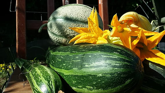 diàriament, collita:, carbassó, flors de carbassó, melons!, frescor, flor, menjar i beguda, menjar, planta amb flors, vegetals, benestar, cap gent, primer pla, alimentació saludable, color verd, carbassa, groc, natura morta, naturalesa, planta, bellesa a la natura, mercat, dia, cap de flor, 1080P, CC0, domini públic, lliure de regalies