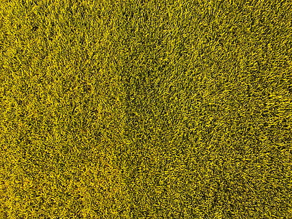 green grass field, grass, leverkusen, bayarena, flora, plant, germany, flatlay, lifestyle, gress, sruface, blossom, flower, sunflower, sport, drone view, grass pitch, texture, detail, soccer, pitch, full frame, backgrounds, green color, yellow, field, land, nature, growth, high angle view, textured, no people, day, outdoors, pattern, soccer field, landscape, turf, 4K, CC0, public domain, royalty free