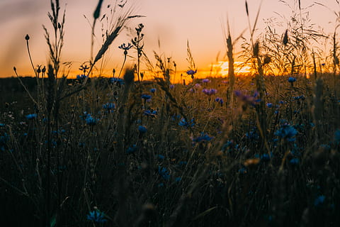 bosc, camp, arbres, naturalesa, naturalesa de la mare, flor, posta de sol, Bielorússia, fons de pantalla HD, boira, fum, flors de blat de moro, nit atmosfèrica, caminar, fusta, foscor, estiu, fusta verda, arbre, cel, planta, creixement, bellesa a la natura, tranquil·litat, cap gent, terra, escenics - natura, escena tranquil·la, paisatge, herba, medi ambient, escena no urbana, a l'aire lliure, agricultura, cultiu, primer pla, 5K, CC0, domini públic, lliure de regalies
