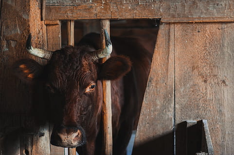 negre, vaca, endins, graner, mamífer, temes d'animals, animals domèstics, bestiar, animal, un animal, material de fusta, nacional, mascotes, vertebrats, cap gent, fauna animal, part del cos dels animals, dia, ramat, estable, marró, cap d’animals, bestiar domèstic, herbívors, a l'aire lliure, ploma animal, 2K, CC0, domini públic, lliure de regalies