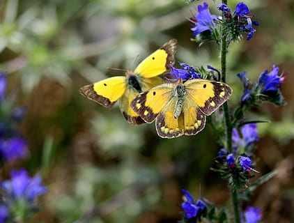 farfalla, giallo, paio, Due, fiore, insetto, natura, Ali, pianta fiorita, temi animali, fauna selvatica, animale, invertebrato, pianta, animali allo stato selvatico, un animale, bellezza nella natura, fragilità, ala animale, vulnerabilità, farfalla - insetto, avvicinamento, petalo, testa di fiore, freschezza, impollinazione, viola, nessuno, all'aperto, 2K, CC0, dominio pubblico, privo di copyright