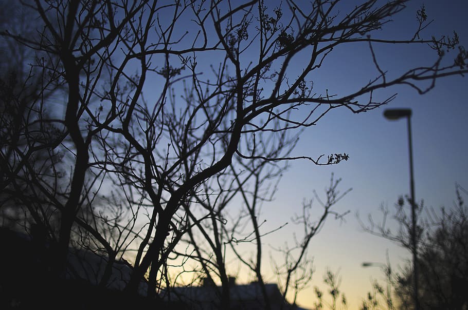 grøn, blad træ, nat tid, baggrundsbelyst, blå himmel, afdeling, mørk, daggry, miljø, aften sol, flora, tåge, landskab, lys, natur, naturskøn, solnedgang, træer, træ, bare træ, himmel, plante, silhuet, ingen mennesker, lav vinkel visning, ro, udendørs, skumring, skønhed i naturen, scenics - natur, skyfri himmel, rolig scene, uhyggelig, dag, arkitektur, død plante, 1080P