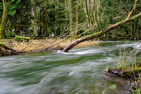 acque, fiume, natura, albero, banca, foresta, erbe, ceppo, vecchio albero, alberi d'inverno, inverno, paesaggio, albero nudo, silenzioso, riposo, fiume il nostro, Belgio orientale, Belgio, acqua, bellezza nella natura, pianta, scenics - natura, terra, movimento, la tranquillità, acqua corrente, nessuno, scena tranquilla, lunga esposizione, movimento sfocato, giorno, scena non urbana, crescita, fluente, all'aperto, flusso - acqua che scorre, bosco, 5K, CC0, dominio pubblico, privo di copyright