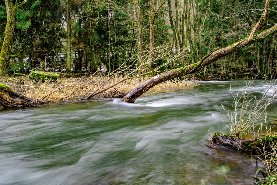 acque, fiume, natura, albero, banca, foresta, erbe, ceppo, vecchio albero, alberi d'inverno, inverno, paesaggio, albero nudo, silenzioso, riposo, fiume il nostro, Belgio orientale, Belgio, acqua, bellezza nella natura, pianta, scenics - natura, terra, movimento, la tranquillità, acqua corrente, nessuno, scena tranquilla, lunga esposizione, movimento sfocato, giorno, scena non urbana, crescita, fluente, all'aperto, flusso - acqua che scorre, bosco, 5K
