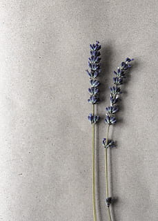 flor de pètals blaus, planta, tir de l'estudi, a l'interior, cap gent, flor, planta amb flors, primer pla, naturalesa, directament a sobre, frescor, còpia espai, natura morta, funció de construcció de parets, gris, bellesa a la natura, fons blanc, color verd, part de la planta, fragilitat, full, porpra, 4K, CC0, domini públic, lliure de regalies