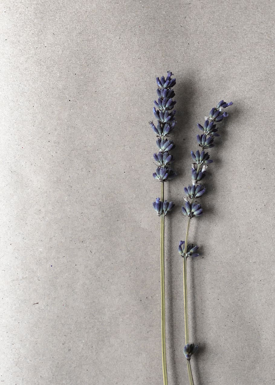 flor de pètals blaus, planta, tir de l'estudi, a l'interior, cap gent, flor, planta amb flors, primer pla, naturalesa, directament a sobre, frescor, còpia espai, natura morta, funció de construcció de parets, gris, bellesa a la natura, fons blanc, color verd, part de la planta, fragilitat, full, porpra, 4K