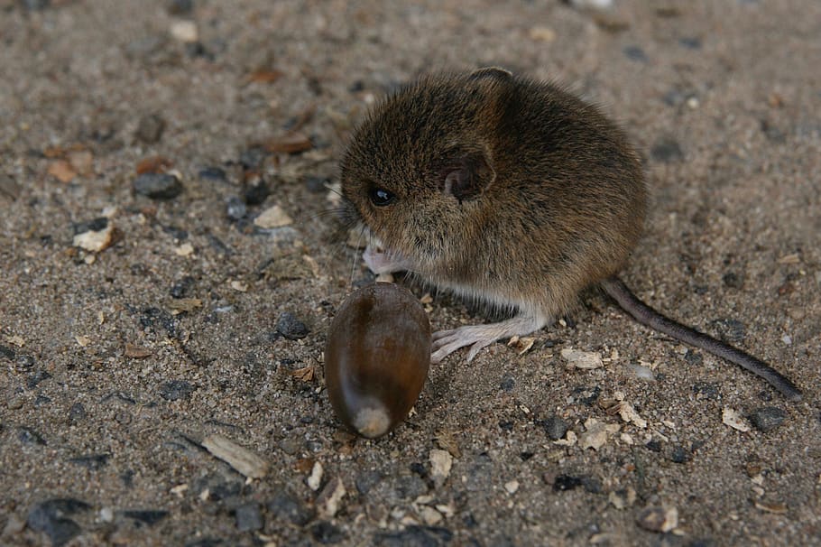 ratolí, gla, ratolí de camp, temes d'animals, animal, fauna animal, mamífer, animals a la natura, un animal, rosegador, cap gent, vertebrats, menjar, naturalesa, dia, terra, primer pla, longitud completa, a l'aire lliure, marró, esquirol, vista d’angle alt, 2K