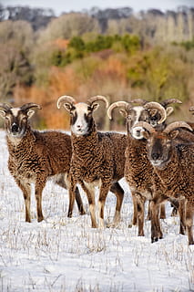 vier braune Widder, Gruppe von Tieren, Tierthemen, Säugetier, Tier, Wirbeltier, Haustiere, Feld, Land, Tag, Vieh, Porträt, Fokus auf den Vordergrund, Stehen, keine Leute, Natur, inländisch, Tierwelt, Kamera betrachten, Jungtier, draußen, pflanzenfressend, Herde, 5K, CC0, gemeinfrei, lizenzfrei