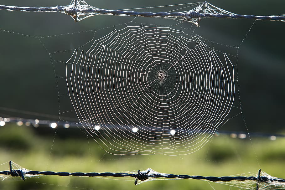Austràlia, fragilitat, teranyina, vulnerabilitat, centrar-se en primer pla, primer pla, temes d'animals, cap gent, animal, naturalesa, aranya, complexitat, artròpode, bellesa a la natura, aràcnids, aigua, un animal, patró natural, invertebrat, fauna animal, a l'aire lliure, concèntric, 5K