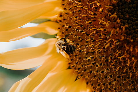solsikke, anlegg, blomstre, flora, blomst, buchberg bei herberstein, austria, virvelløse, Bie, dyr, insekt, honningbie, Apidae, humle, pollen, Tusenfryd, Andrena, veps, hornet, blomstrende plante, petal, dyreliv, dyre temaer, skjønnhet i naturen, blomsterhodet, dyr i naturen, skjørhet, ett dyr, friskhet, nærbilde, sårbarhet, inflorescence, gul, pollinering, ingen folk, 4K, CC0, offentlig domene, opphavsrett gratis