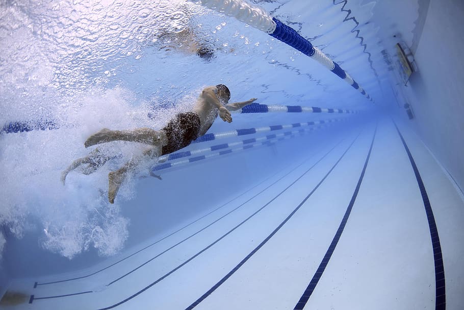 home, nedar, piscina, blau, competició, competidors, estil, joc, carrera, velocitat, splash, esport, esports, nedador, nedadors, hivern, temperatura de fred, neu, un animal, naturalesa, animal, temes d'animals, aigua, mamífer, moviment, dia, fauna animal, vertebrats, animals a la natura, cap gent, mascotes, gos, 2K