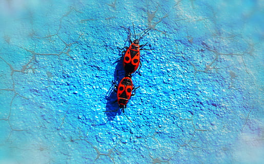 smeder vingeløs, copulation, bugs, insekter, graffiti, dyr, natur, ved retten av, virvelløse dyr, nærbilde, vegg, farge, vakker, i live, blå, vår, antenner, modell, miljøet, biologi, ingen, dyreliv, dyr i naturen, insekt, dyre temaer, virvelløse, ett dyr, ingen folk, dag, dyrfløyen, høy vinkel visning, rød, zoologi, utendørs, dyr markeringer, strukturert, sommerfugl - insekt, 4K, CC0, offentlig domene, opphavsrett gratis