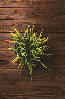 Grün, Arbeitstisch, Arbeitsplatz, Gras, Töpfe, flach aufgebaut, grüne Farbe, Tabelle, Holz - Material, direkt darüber, Blatt, Pflanzenteil, Frische, Pflanze, High Angle View, drinnen, Lebensmittel, keine Leute, Essen und Trinken, Nahansicht, Natur, Wachstum, Wohlbefinden, Kraut, gesundes Essen, Stillleben, 5K, CC0, gemeinfrei, lizenzfrei