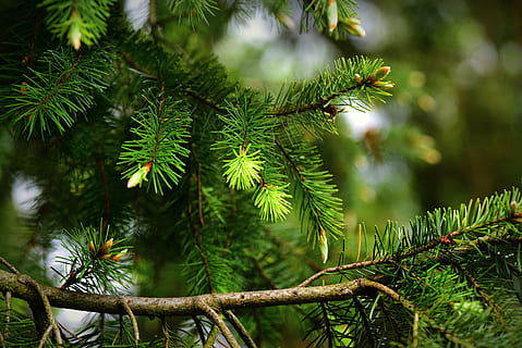 pin, conifère, arbre, branche, aiguille, jeune vert, vert printanier, à feuilles persistantes, cône, des bois, plante, couleur verte, croissance, la nature, se concentrer sur le premier plan, personne, journée, beauté dans la nature, fermer, feuille, tranquillité, en plein air, partie de la plante, aiguille - partie de la plante, vert, pinaceae, sapin, 4K, CC0, domaine public, libre de droits