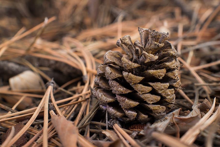 Tannenzapfen, Wald, Boden, Kiefernnadel, braun, zerfallen, Natur, Nahansicht, selektiver Fokus, trocken, keine Leute, Pflanze, Tag, Land, Feld, draußen, Fokus auf den Vordergrund, getrocknete Pflanze, Zweig, Wachstum, Schönheit in der Natur, Ruhe, Baum, High Angle View, tote Pflanze, Nadelbaum, getrocknet, 5K