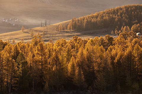 arbres amb fulles marrons, planta, arbre, conífera, làrix, avet, abies, a l'aire lliure, naturalesa, sòl, marró, desert, paisatge, terra, sorra, duna, muntanya, Serra, pi, pendent, picea, bellesa a la natura, tardor, escenics - natura, tranquil·litat, medi ambient, escena tranquil·la, cap gent, creixement, bosc, escena no urbana, arbre de coníferes, groc, canvi, bosc de pi, col·lecció de tardor, 5K, CC0, domini públic, lliure de regalies