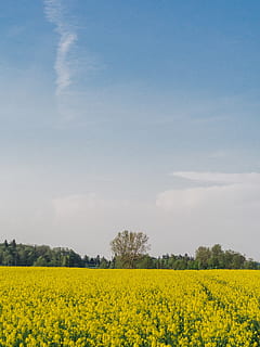 cel, arbres, arbre, camp, naturalesa, núvols, groc, violació, colza, bellesa a la natura, paisatge, planta, flor, agricultura, escena tranquil·la, terra, creixement, escenics - natura, escena rural, tranquil·litat, medi ambient, planta amb flors, dia, granja, cap gent, a l'aire lliure, llit de flors, 4K, CC0, domini públic, lliure de regalies