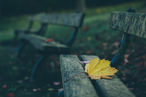 banc, parc, full, caure, tardor, borrós, part de la planta, naturalesa, centrar-se en primer pla, canvi, planta, dia, primer pla, cap gent, terra, sec, a l'aire lliure, caient, material de fusta, camp, arbre, fulles, fulla d'auró, Banc del parc, condició natural, 5K, CC0, domini públic, lliure de regalies