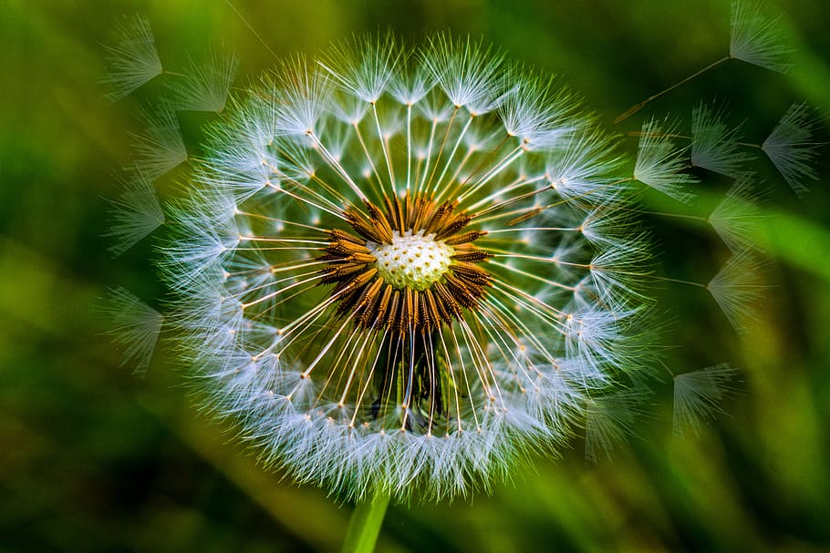 păpădie, prim plan, primăvară, natură, colorat, plantă, creştere, floare, planta cu flori, prospeţime, frumusețe în natură, fragilitate, a închide, vulnerabilitate, inflorescenţă, nici o persoana, Culoarea verde, cap de floare, zi, să se concentreze asupra primelor elemente, selectiv, în aer liber, liniște, semințe de papadie, moliciune, Violet, 5K