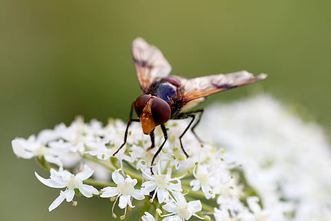 hoverfly, kapatmak, makro, böcek, çiçek, Çiçek açmak, omurgasız, hayvan temaları, hayvan yaban hayatı, hayvan, çiçekli bitki, vahşi hayvanlar, bir hayvan, bitki, kırılganlık, Güvenlik açığı, tazelik, doğada güzellik, ön plana odaklanmak, taçyaprağı, çiçek kafa, Beyaz renk, hayvan kanadı, insansız, tozlaşma, 5K, CC0, kamu malı, telif ücretsiz